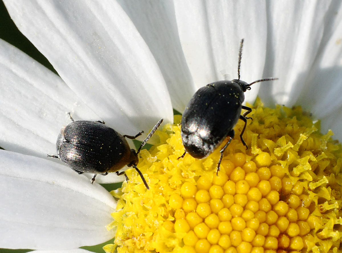 Chrysomelidae Bruchinae:  Spermophagus sp.